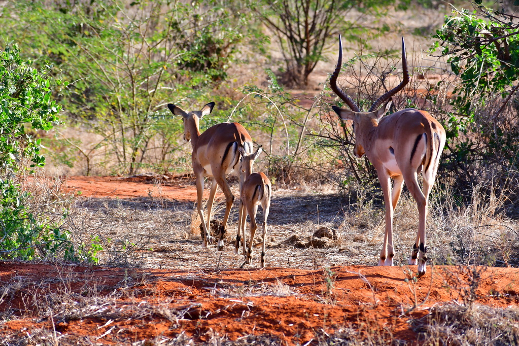 Tsavo East National Park